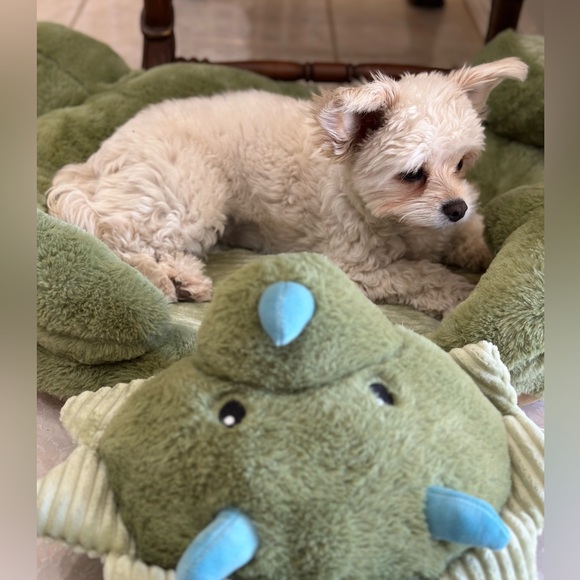 ๐ถ๐พLike to be notified when live.๐ถ๐พ (LIVE LISTING) - Picture 7 of 11